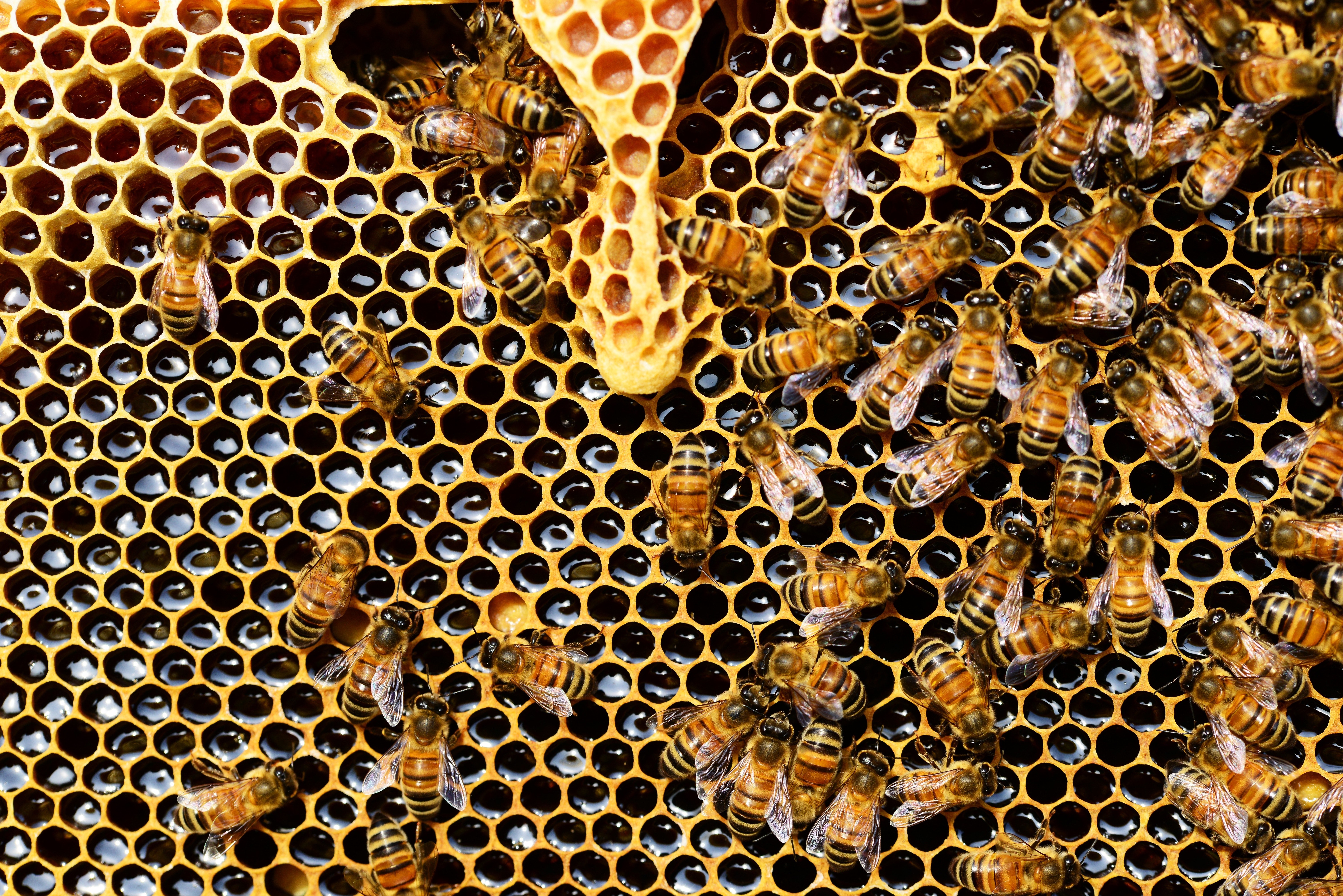 Bees in a comb