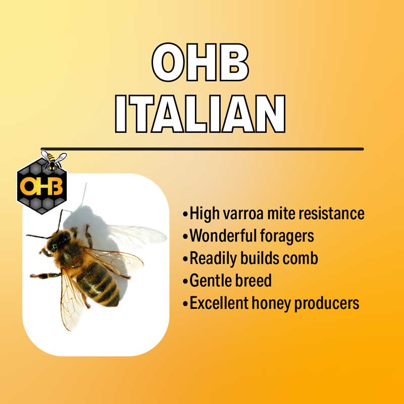 Italian Honey Bees For Sale Mann Lake mannlakeltd.com