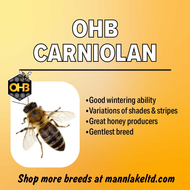 Carniolan Honey Bee Breed For Sale Mann Lake mannlakeltd.com