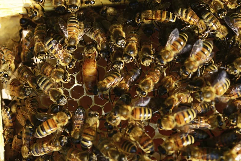 Closeup of bees in a hive