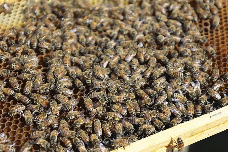 A beekeeper’s swarming bees