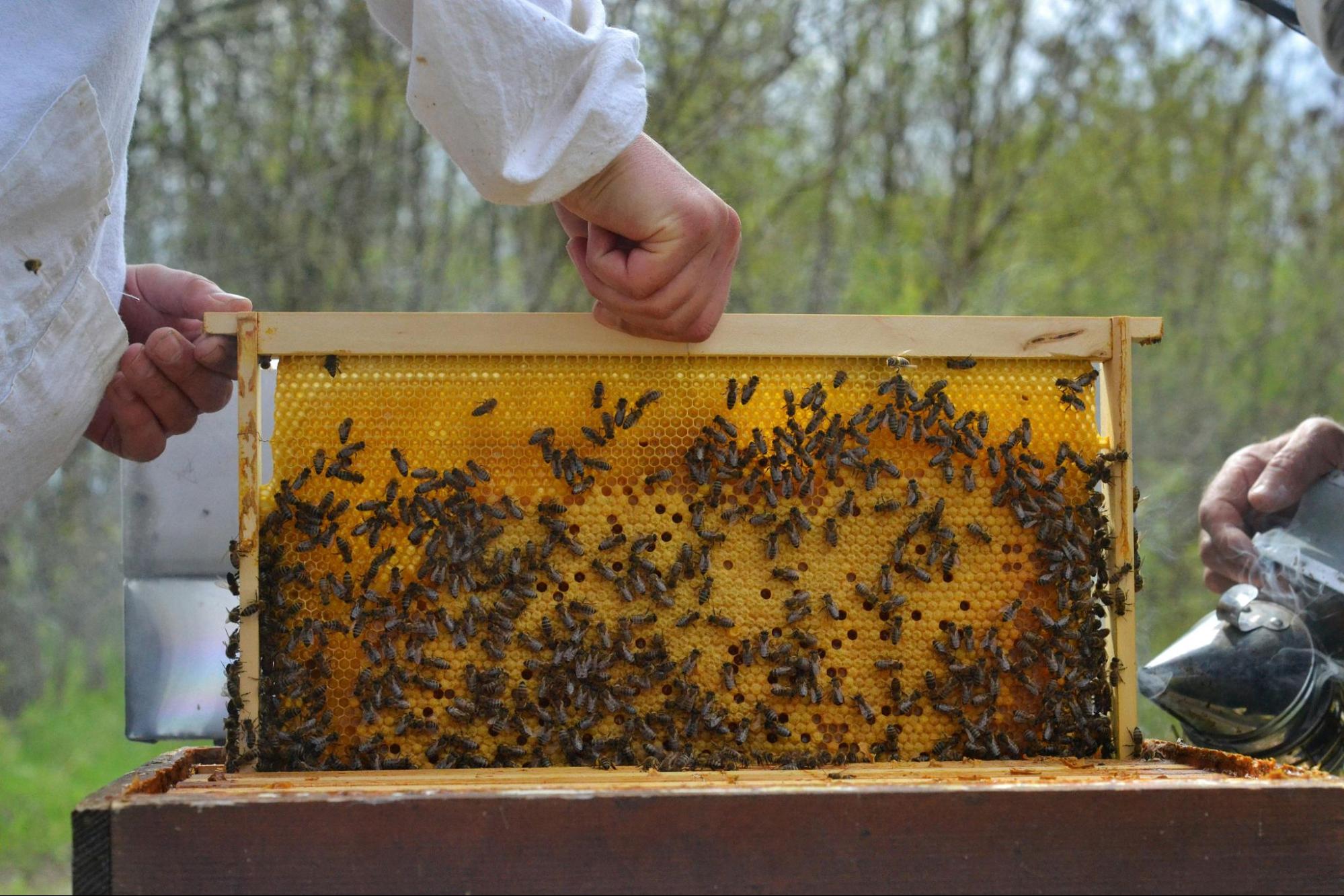 beekeeper inspecting bee frame