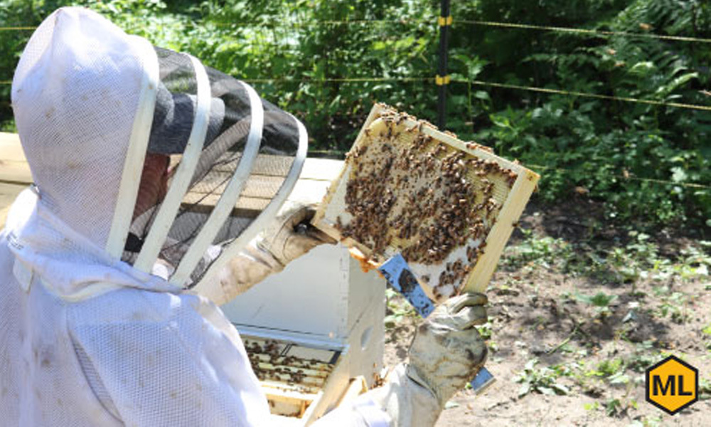 Tips for Conducting a Hive Inspection