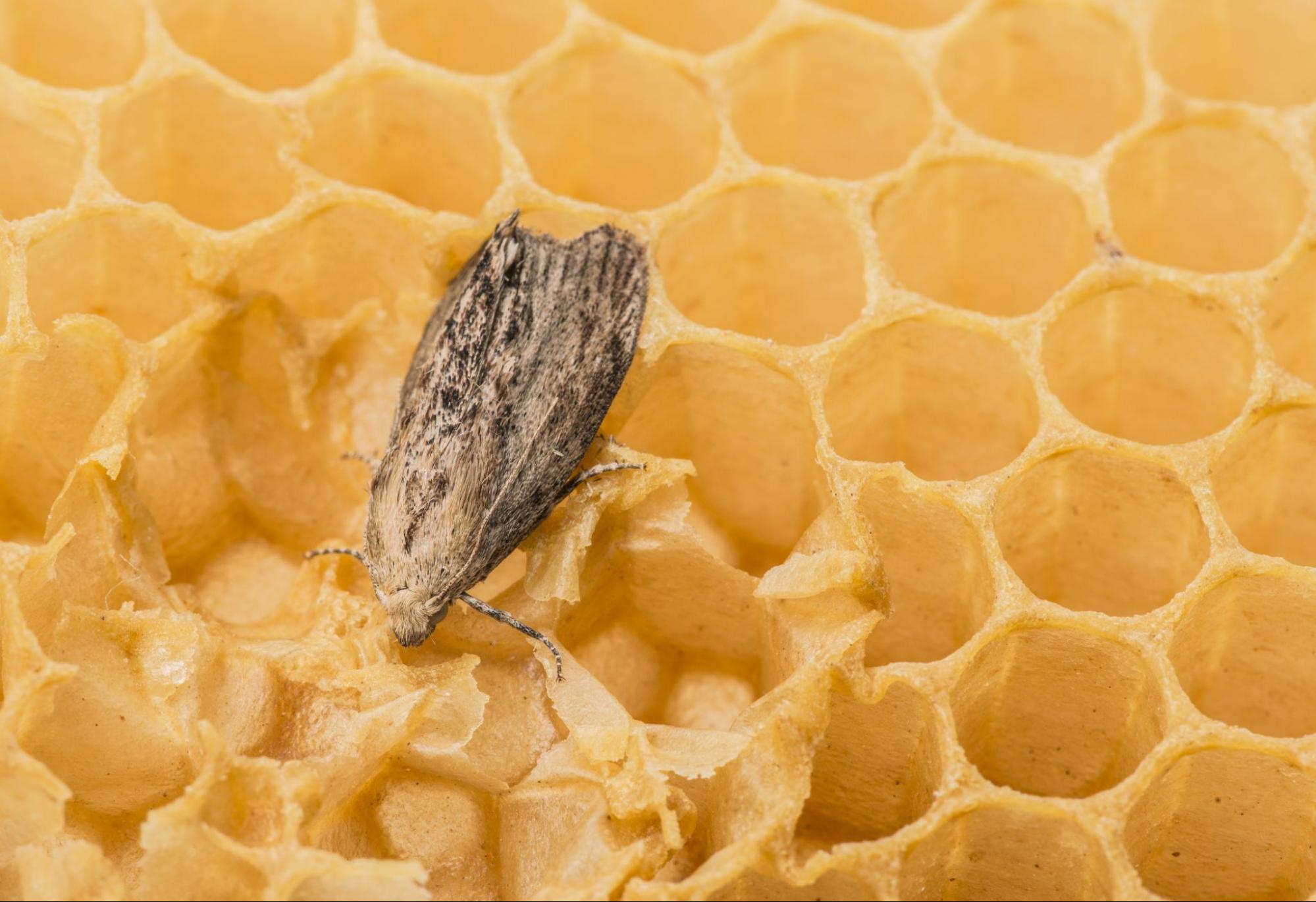 wax moth on honeycomb