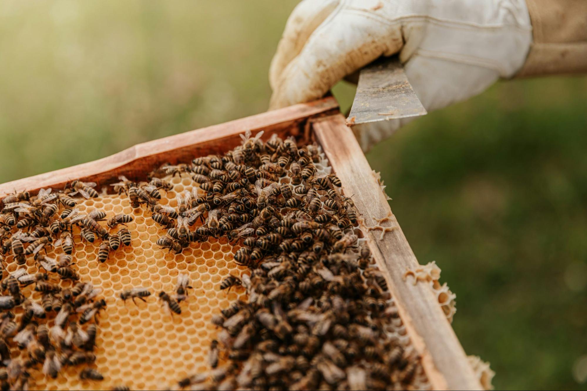 beekeeper inspecting honeycomb frame