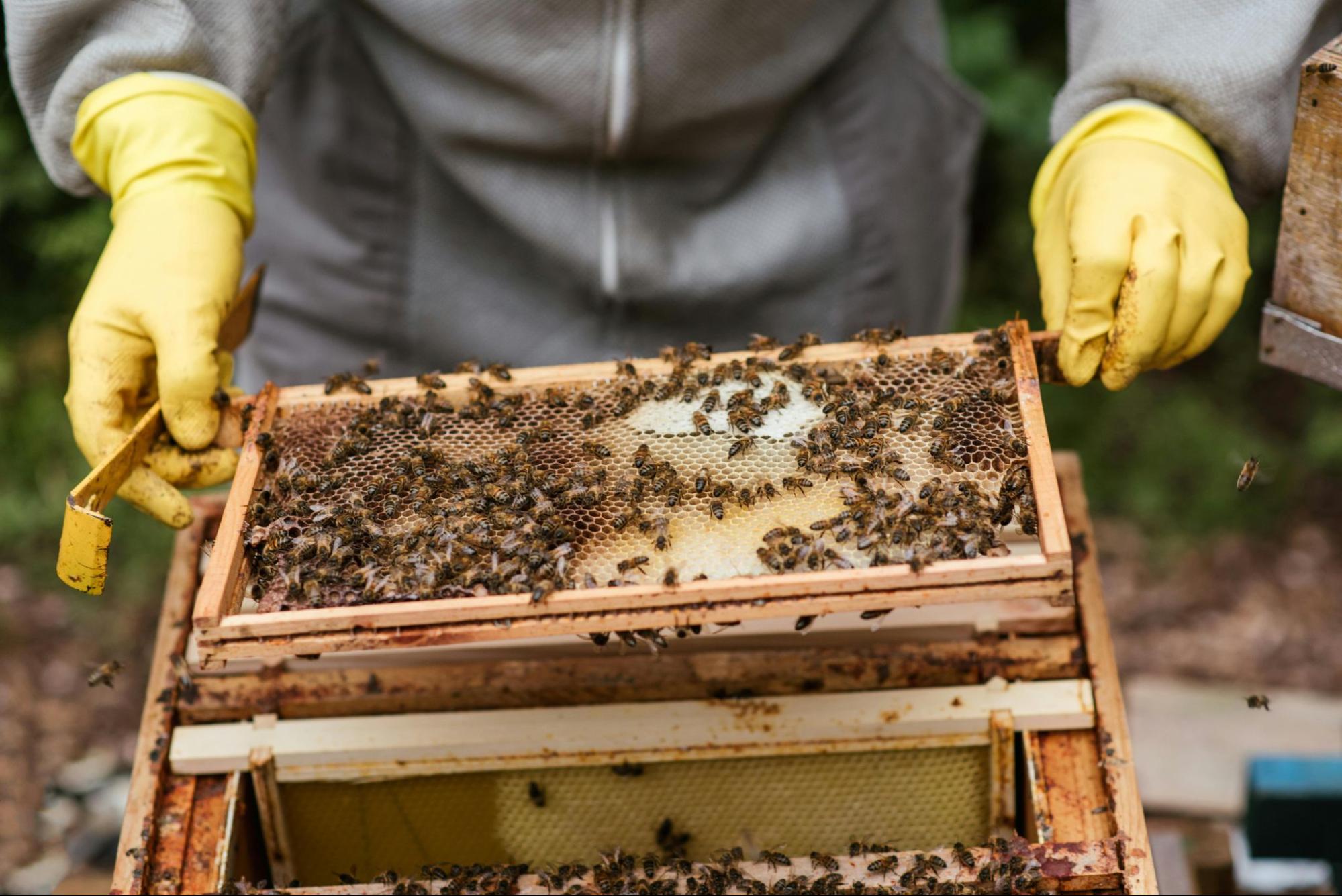 beekeeper inspecting honeycomb frames