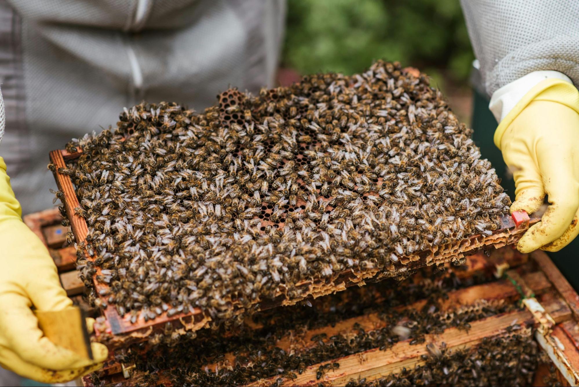 beekeeper inspecting hive frame