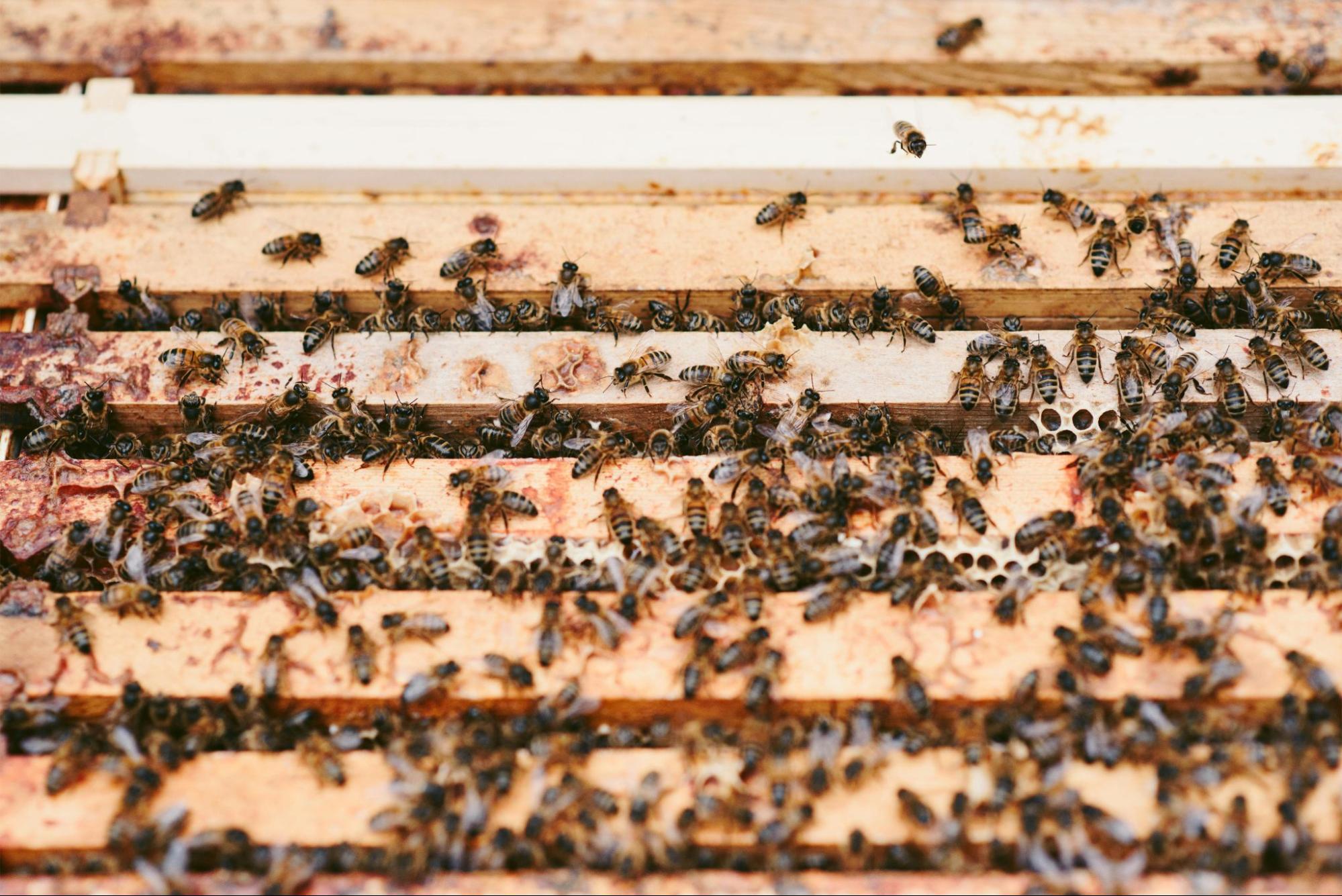 bees swarming on honeycomb frames