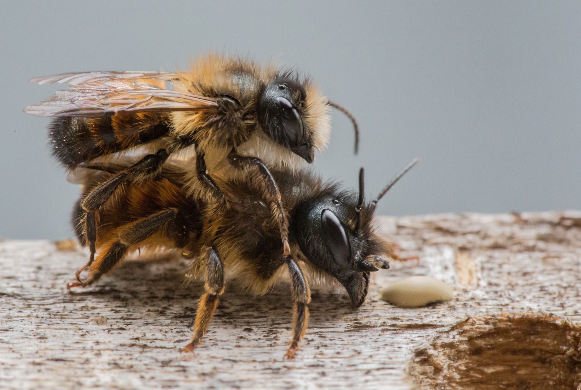 Bees on a mating flight